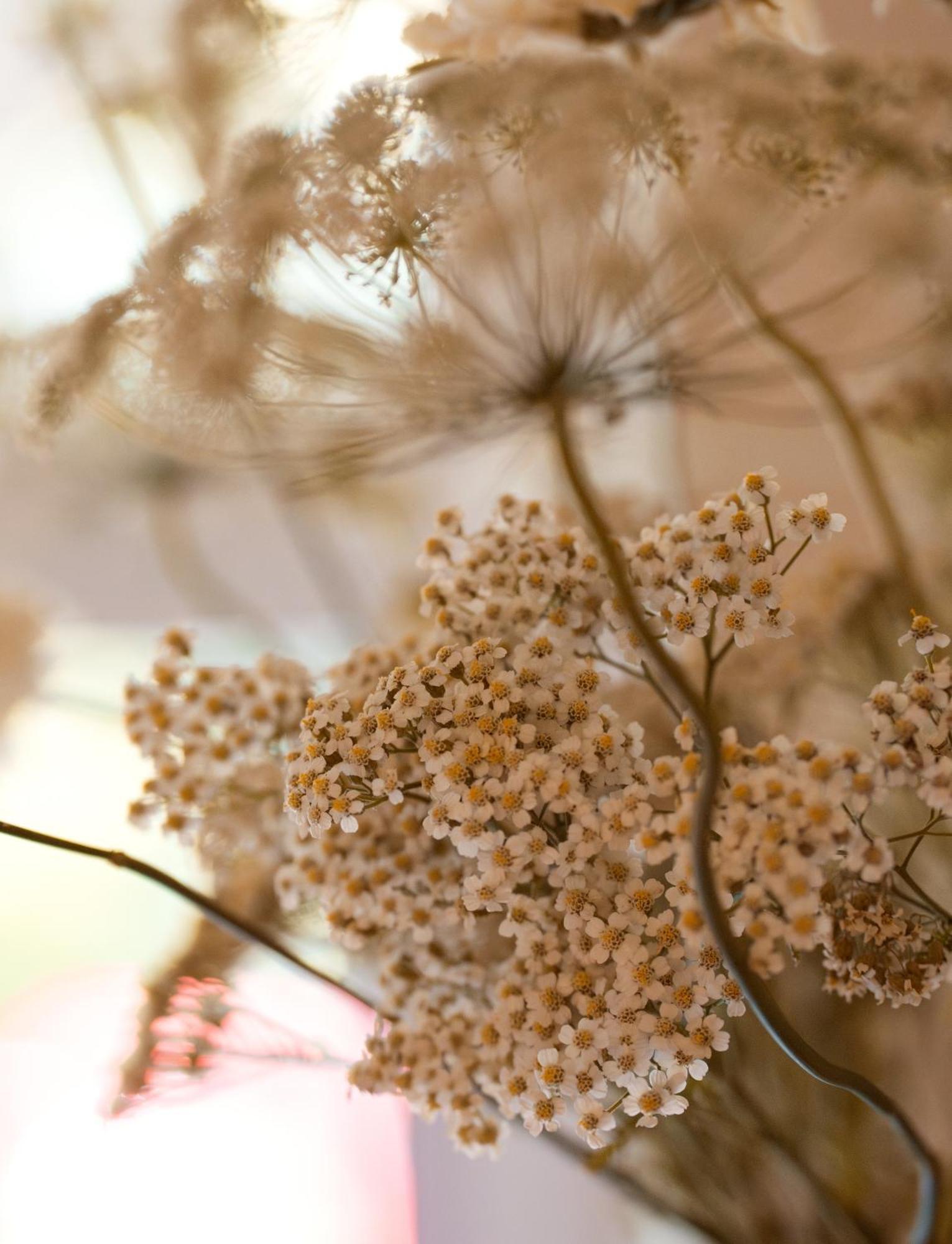 באת' Leighton House - Boutique Guesthouse מראה חיצוני תמונה Dried chamomile flowers